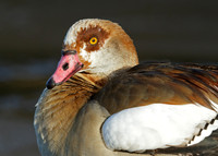 Egyptian Goose Alopochen aegyptiaca