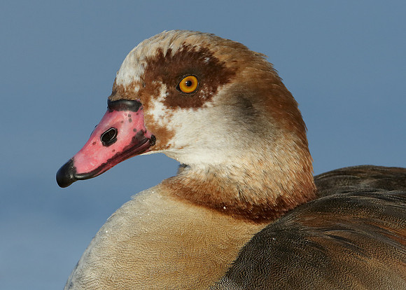 Egyptian Goose Alopochen aegyptiaca