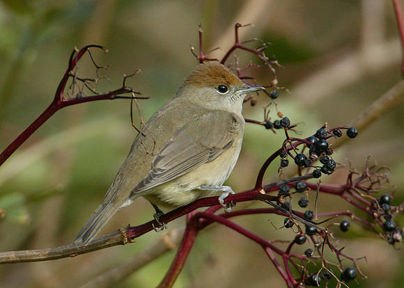 Blackcap Sylvia atricapilla