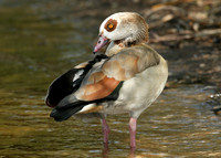 Egyptian Goose Alopochen aegyptiaca