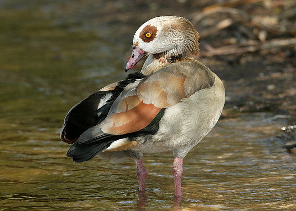 Egyptian Goose Alopochen aegyptiaca