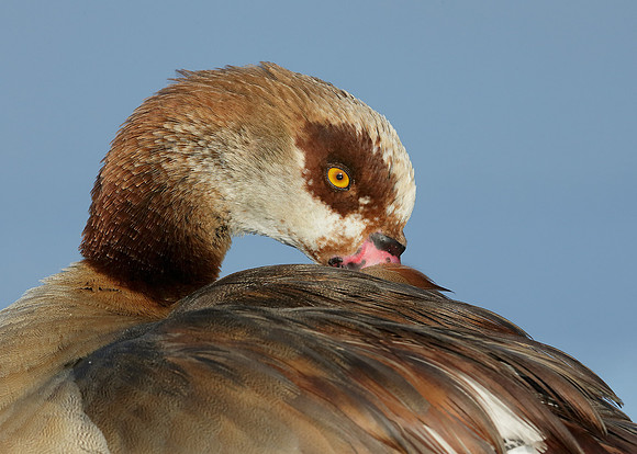 Egyptian Goose Alopochen aegyptiaca