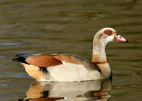 Egyptian Goose Alopochen aegyptiaca