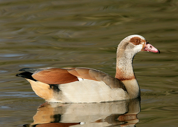 Egyptian Goose Alopochen aegyptiaca