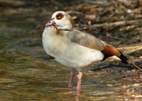 Egyptian Goose Alopochen aegyptiaca