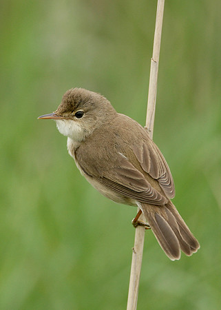 Reed Warbler Acrocephalus scirpaceus