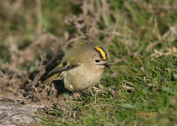 Goldcrest Regulus regulus