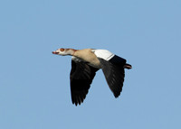 Egyptian Goose Alopochen aegyptiaca