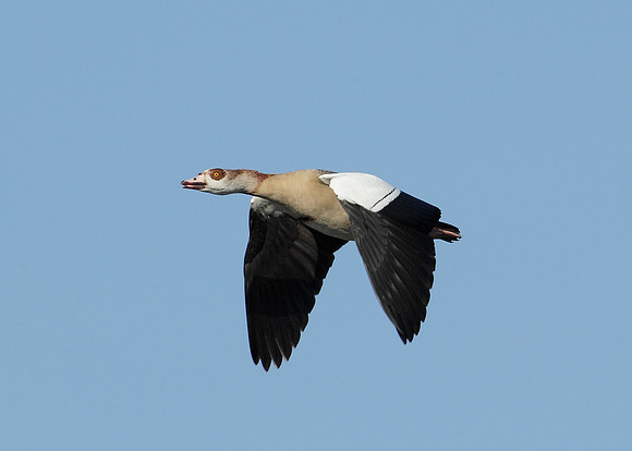 Egyptian Goose Alopochen aegyptiaca