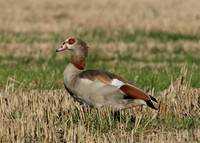 Egyptian Goose Alopochen aegyptiaca