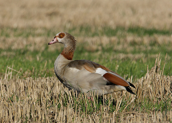 Egyptian Goose Alopochen aegyptiaca