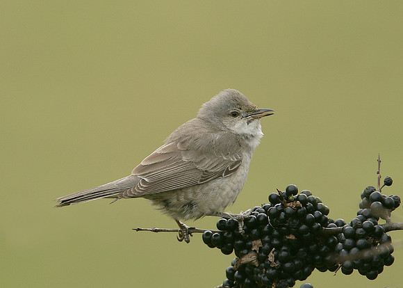Barred Warbler Sylvia nisoria