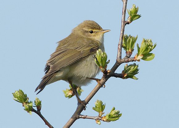 Willow Warbler Phylloscopus trochilus