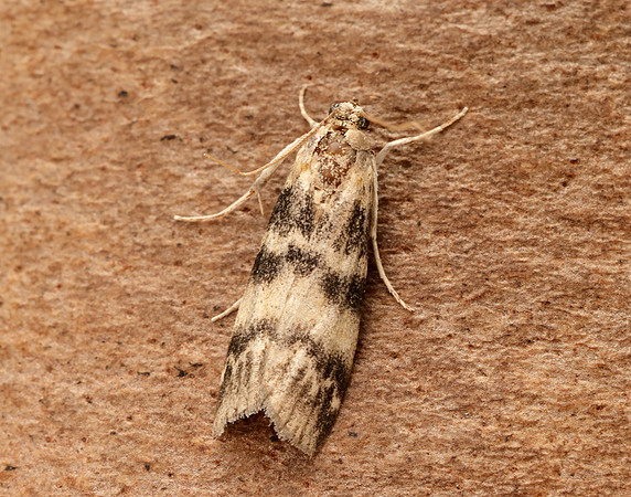 62.048 BF1470 Euzophera pinguis