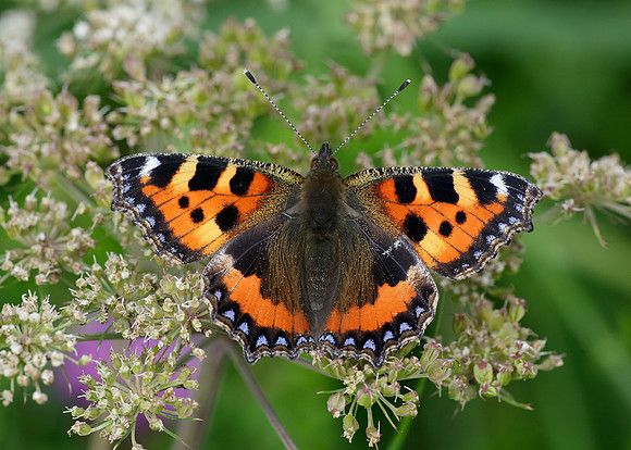 Small Tortoiseshell Aglais urticae