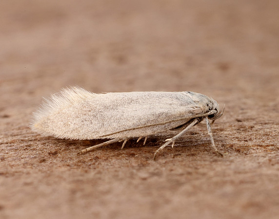 38.004 BF610 Elachista argentella