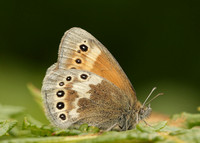 Large Heath Coenonympha tullia davus