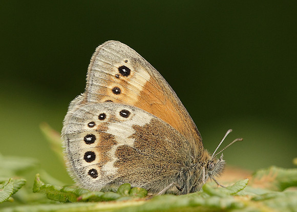 Large Heath Coenonympha tullia davus