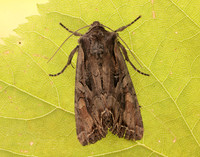 73.266 BF2159 Dog's Tooth Lacanobia suasa