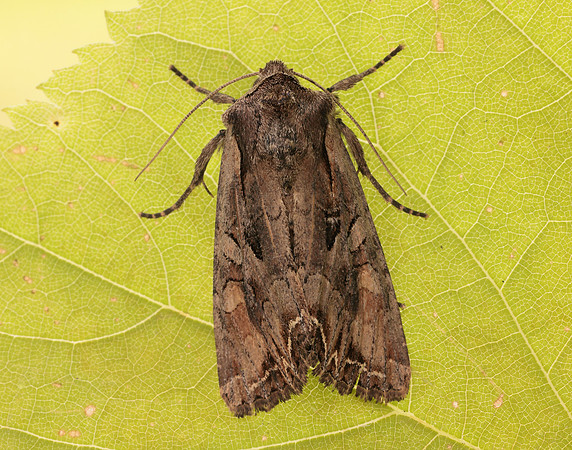 73.266 BF2159 Dog's Tooth Lacanobia suasa