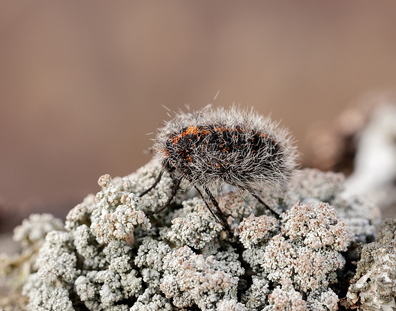 70.249 BF1929 Rannoch Brindled Beauty Lycia lapponaria