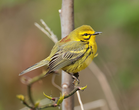 Prairie Warbler Setophaga discolor