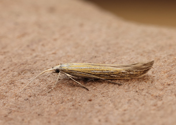 37.061 BF530 Coleophora lixella