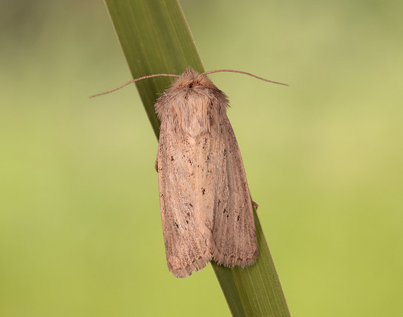 73.149 BF2347  Concolorous Photedes extrema
