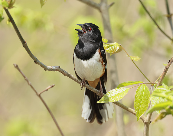 Eastern Towhee Pipilo erythrophthalmus