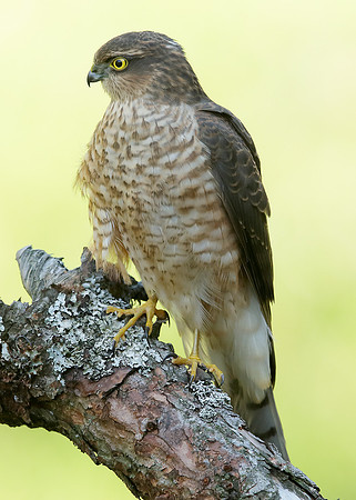 Sparrowhawk Accipiter nisus