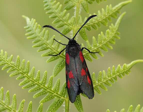 54.007 BF168 New Forest Burnet Zygaena viciae