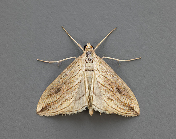 63.057 BF1356 Garden Pebble Evergestis forficalis
