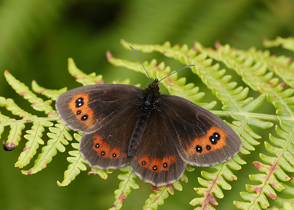 Scotch Argus Erebia aethiops