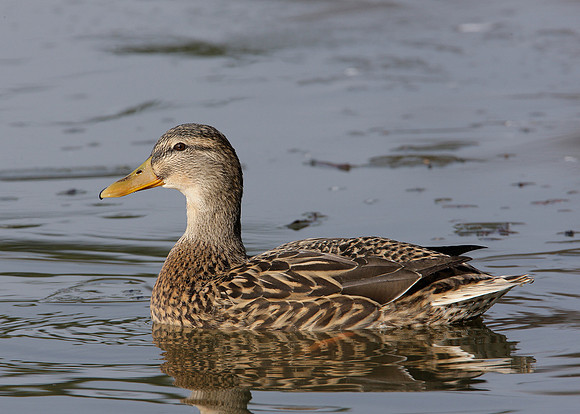 Mallard Anas platyrhynchos