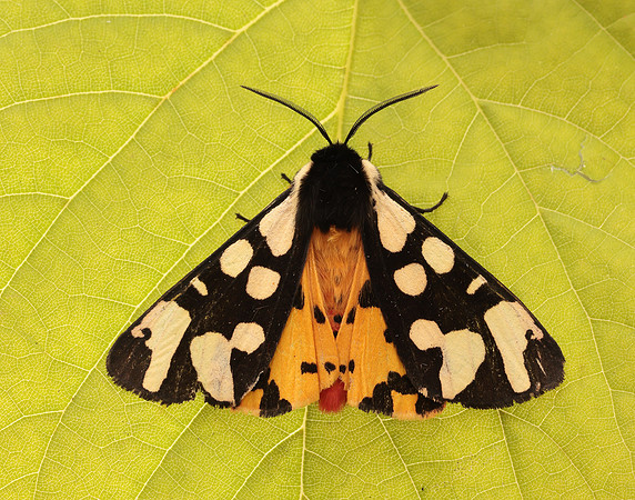 72.027 BF2058 Cream-spot Tiger Arctia villica