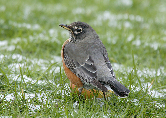 American Robin Turdus migratorius
