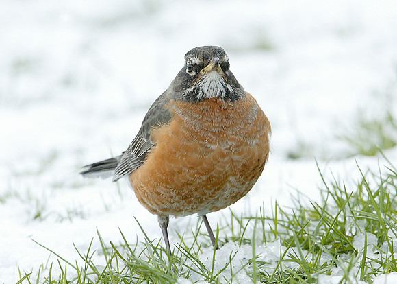 American Robin Turdus migratorius