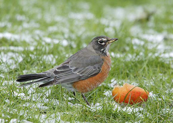 American Robin Turdus migratorius