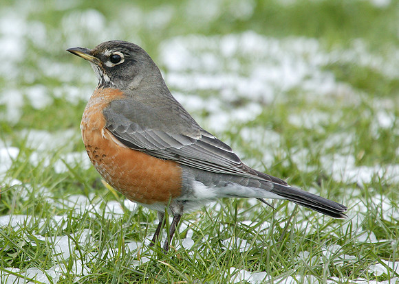 American Robin Turdus migratorius
