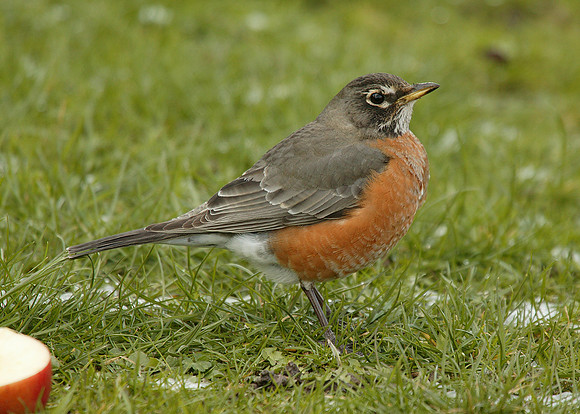American Robin Turdus migratorius