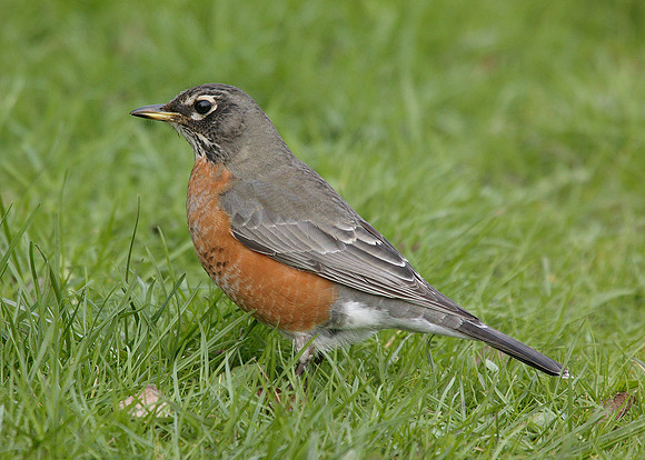 American Robin Turdus migratorius