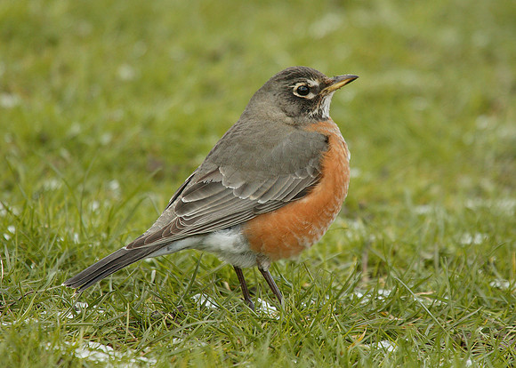 American Robin Turdus migratorius
