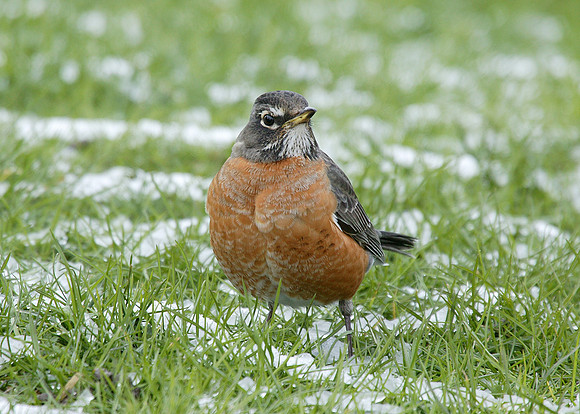 American Robin Turdus migratorius