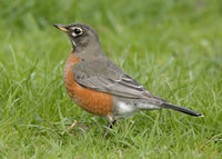 American Robin Turdus migratorius