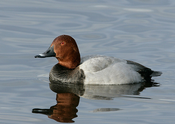 Pochard Aythya ferina