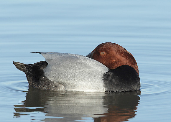 Pochard Aythya ferina