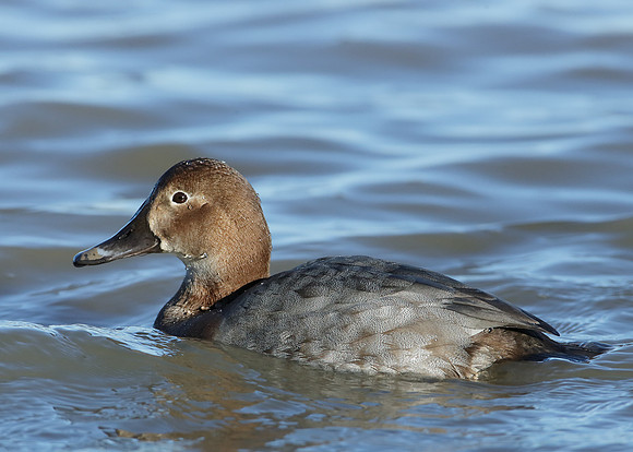 Pochard Aythya ferina