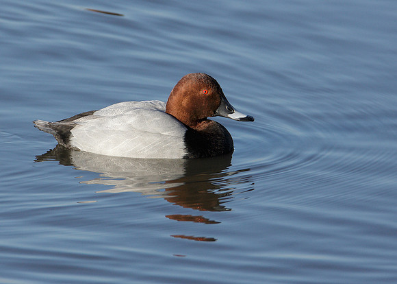 Pochard Aythya ferina