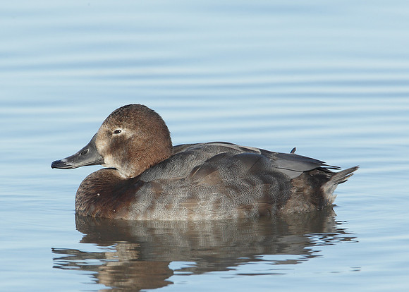 Pochard Aythya ferina