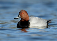 Pochard  Aythya ferina